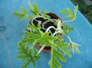 Nora Scented Geranium (2012, Sep.01)