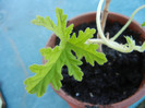 Nora Scented Geranium (2012, Sep.01)