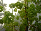 Geranium Lemon Fresh (2012, Sep.07)