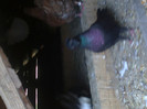 07092012935