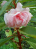 DSCN3259