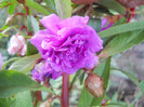 DSCN3260
