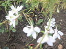 DSCN3299