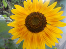 DSCN3315