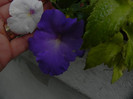Mair`s white & Iona