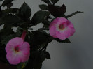 Achimenes 'Apple Blossom'