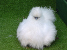 silkie-bantam