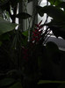 heliconia