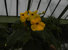 Uncarina grandidieri