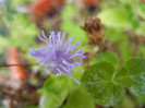 Ageratum houstonianum (2012, Sep.07)