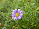 Swan River Daisy (2012, September 07)
