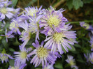 Blue Aster (2012, September 07)