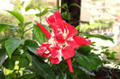 hibiscus Baptistii