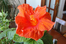 hibiscus Gator Orange