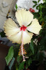 hibiscus Fort de France