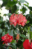 hibiscus Schizopetalus