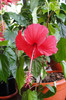 hibiscus Surinam