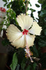 hibiscus Fort de France