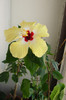 hibiscus Lutea