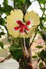 hibiscus Sylvia Goodman