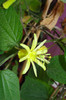 Passiflora Citrina