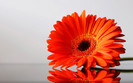 poze-cu-flori-frumoase-wallpaper-flori-superbe-imagini-flori-desktop-sau-avatar-rosii