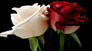 poze-cu-flori-frumoase-wallpaper-flori-superbe-imagini-flori-desktop-sau-avatar-trandafir-alb-rosu