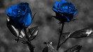 poze-cu-flori-frumoase-wallpaper-flori-superbe-imagini-flori-desktop-sau-avatar-trandafiri-albastri