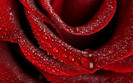 poze-cu-flori-frumoase-wallpaper-flori-superbe-imagini-flori-desktop-sau-avatar-trandafirul