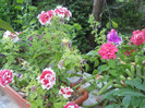 DSCN3334