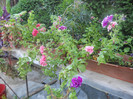 DSCN3335