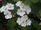 DSCN3341