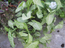 DSCN3349