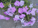 DSCN3351