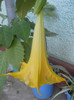 DSCN3352