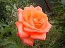Rose Artistry (2012, September 07)