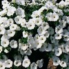 PETUNIA-Hybrida