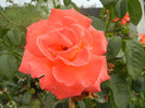 Rose Artistry (2012, September 07)