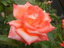 Rose Artistry (2012, September 07)