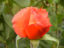 Rose Artistry (2012, September 07)