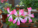 Ivy geranium Bicolor (2012, Sep.06)