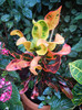 Codiaeum Curly Boy (2012, Sep.07)