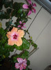 Hibiscus grup