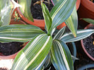 Dracaena Warneckei (2012, Sep.06)