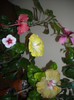 Hibiscus grup