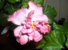 Hibiscus Thunderhead