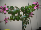Hibiscus Fidjian Island