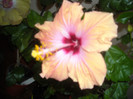 Hibiscus Safran