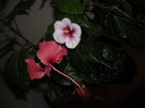 Hibiscus Rouge Tropique + Pink Dreams