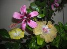 Hibiscus grup